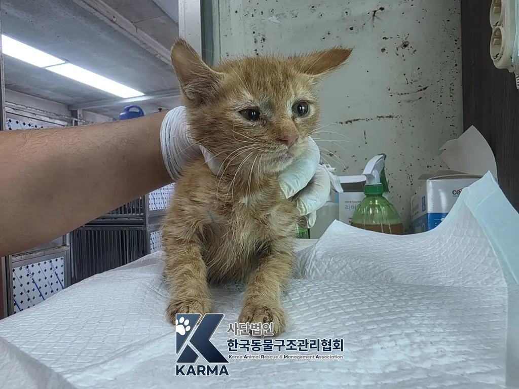 한국 고양이 보호중 사진