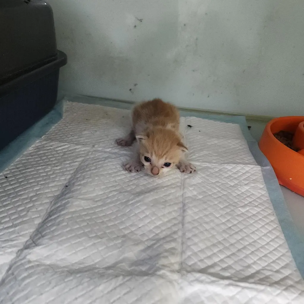 한국 고양이 보호중 사진