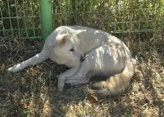 믹스견 보호중 사진