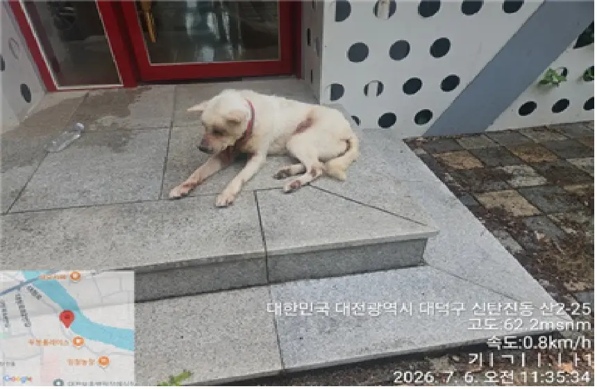 믹스견 보호중 사진