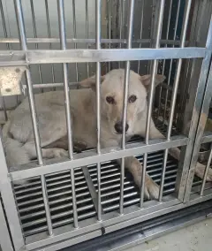 믹스견 보호중 사진