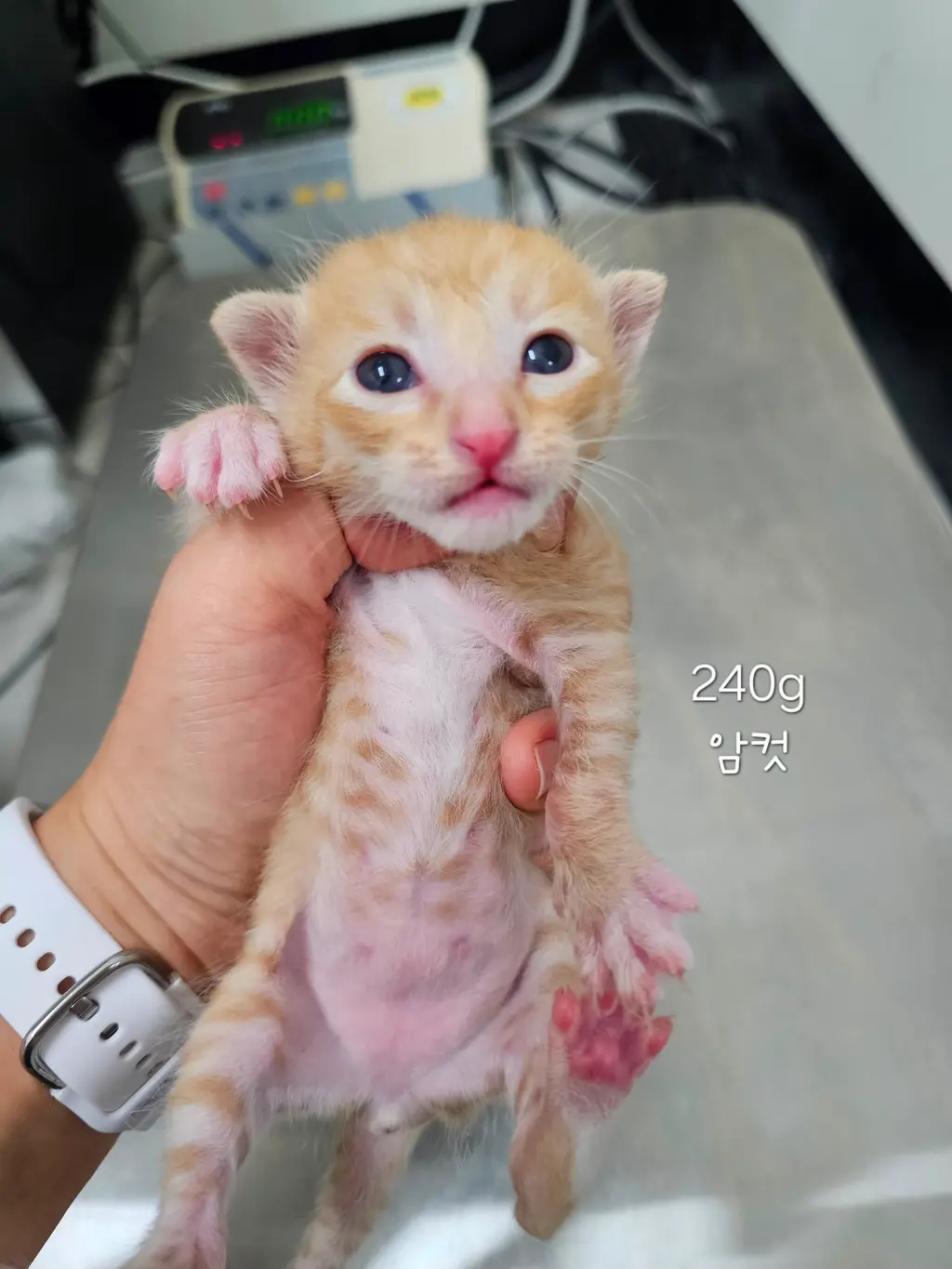 한국 고양이 보호중 사진