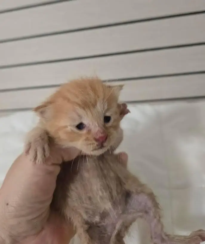 믹스묘 보호중 사진