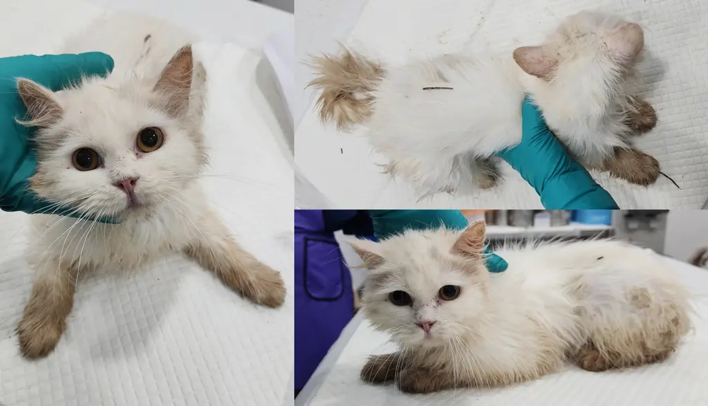 믹스묘 보호중 사진