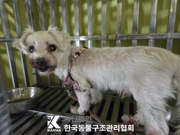 말티즈 보호중 사진