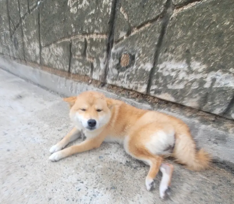 시바 보호중 사진