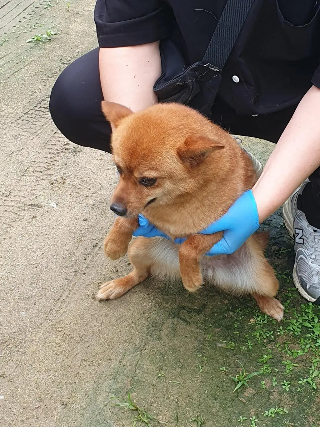 믹스견 보호중 사진