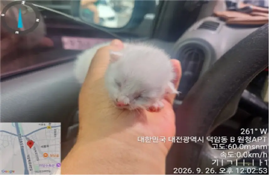 한국 고양이 보호중 사진