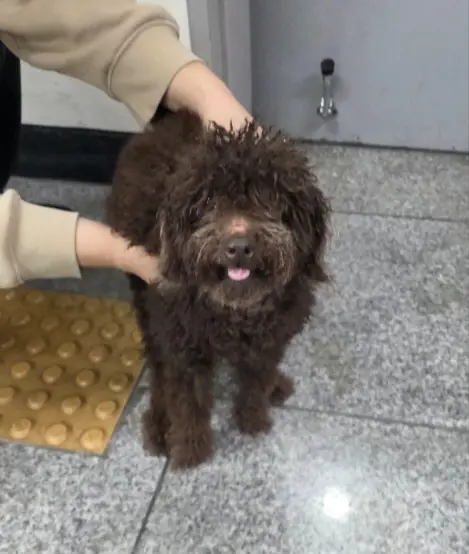 푸들 보호중 사진