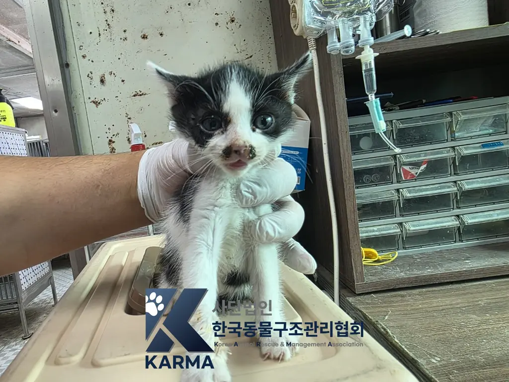 한국 고양이 보호중 사진