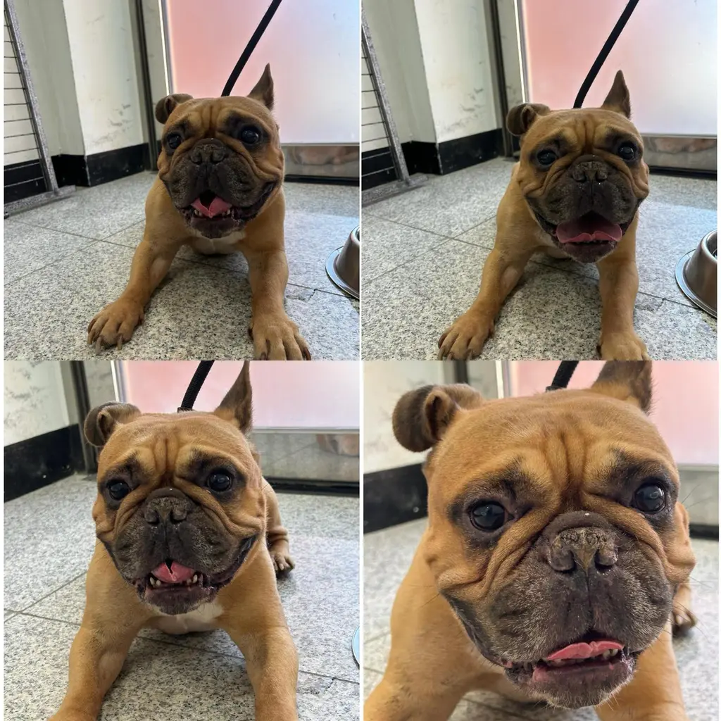 프렌치 불독 보호중 사진