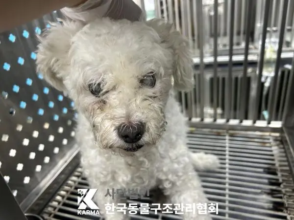 비숑 프리제 보호중 사진