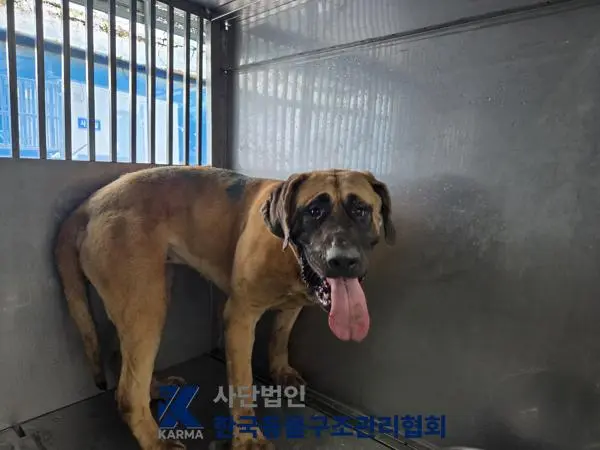 도사 보호중 사진