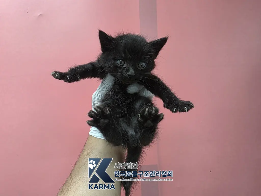 한국 고양이 보호중 사진
