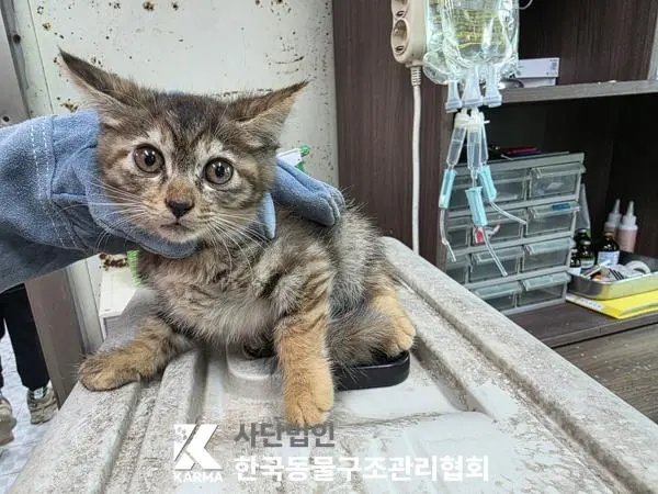 한국 고양이 보호중 사진