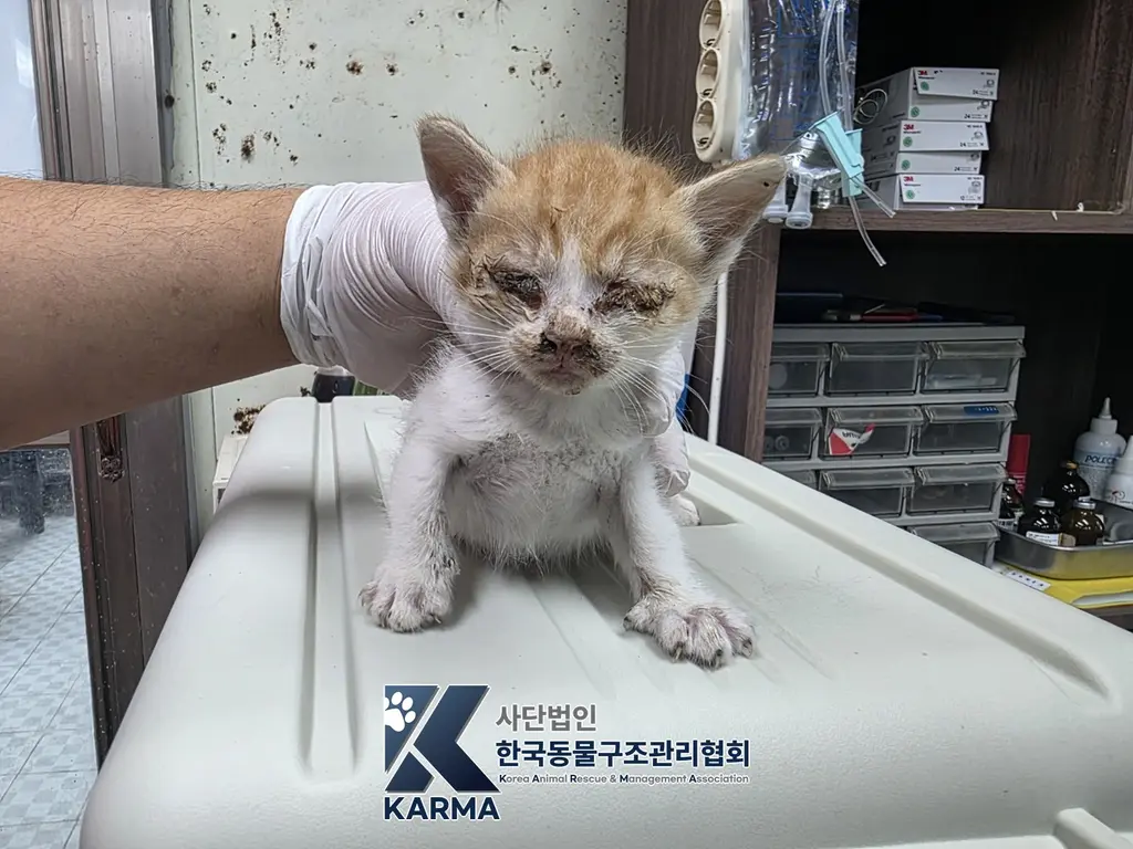 한국 고양이 보호중 사진