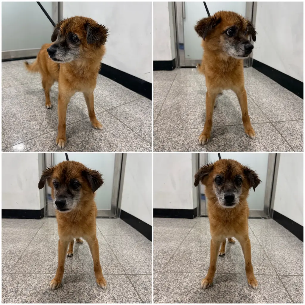 믹스견 보호중 사진