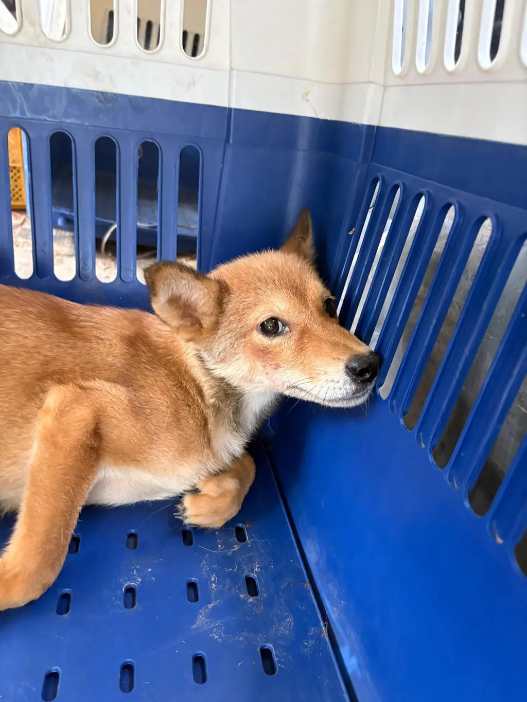 믹스견 보호중 사진