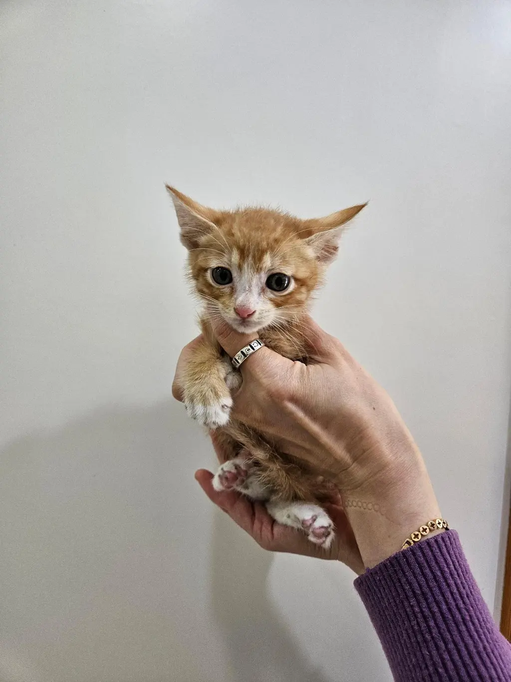 한국 고양이 보호중 사진
