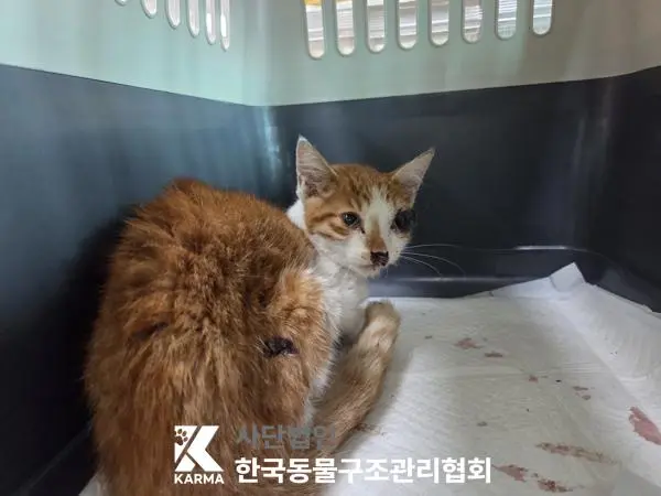 한국 고양이 보호중 사진