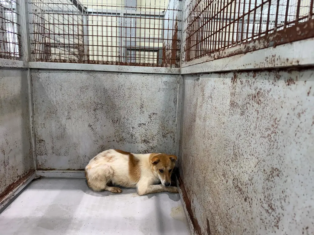 믹스견 보호중 사진