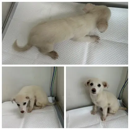 믹스견 보호중 사진