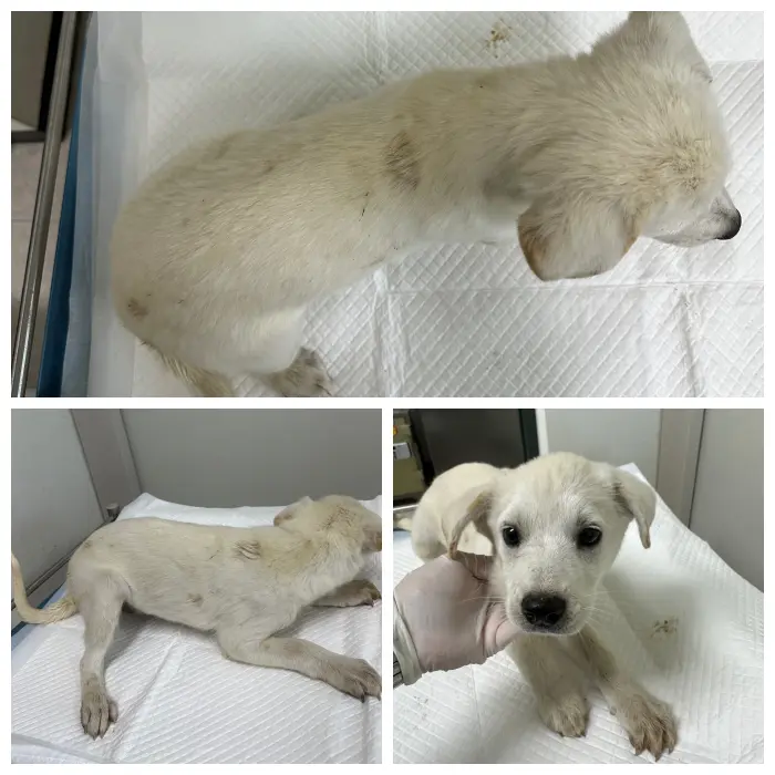 믹스견 보호중 사진