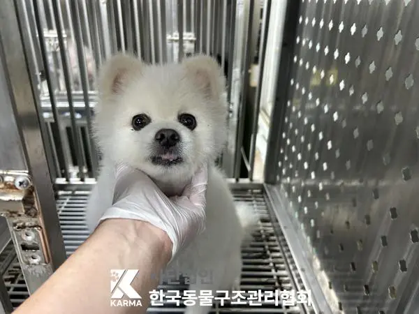 포메라니안 보호중 사진