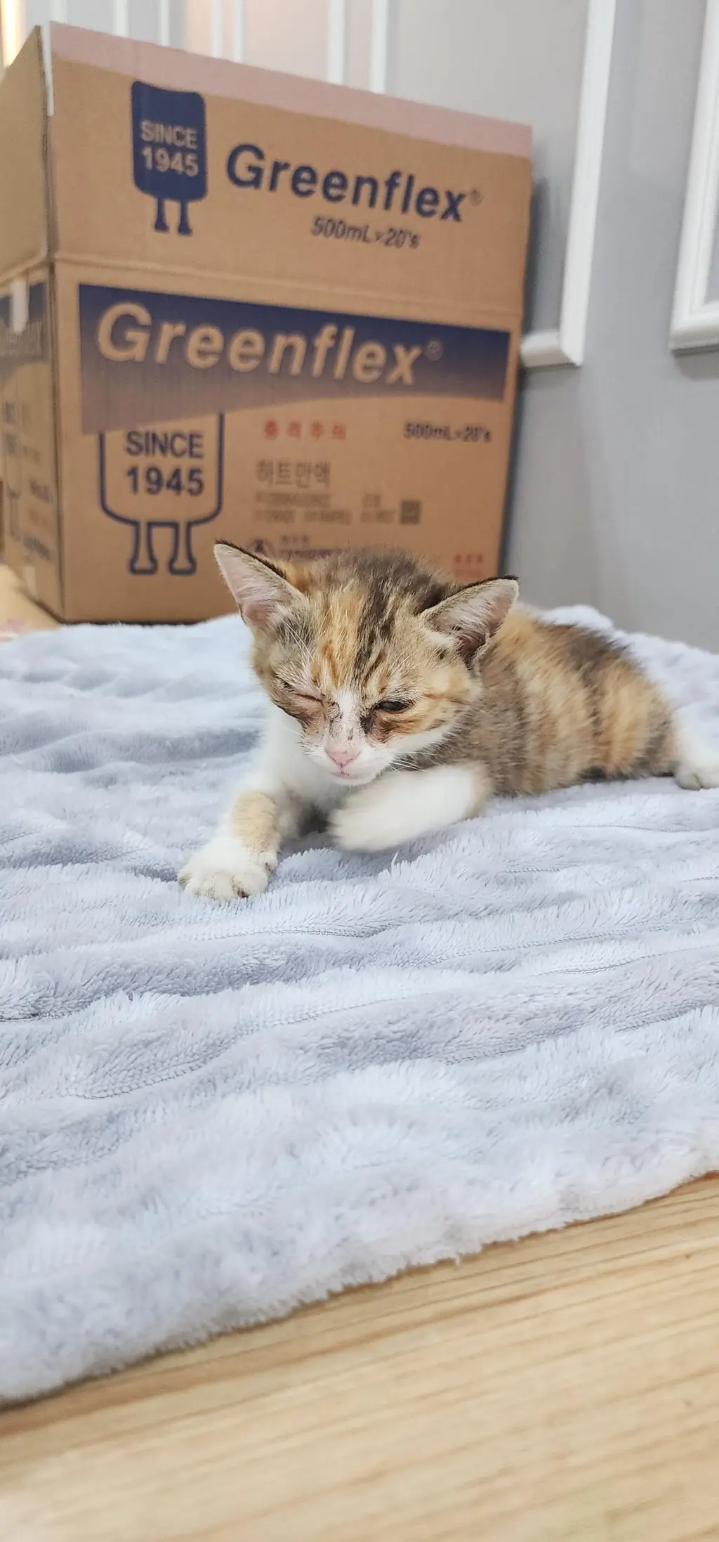 한국 고양이 보호중 사진