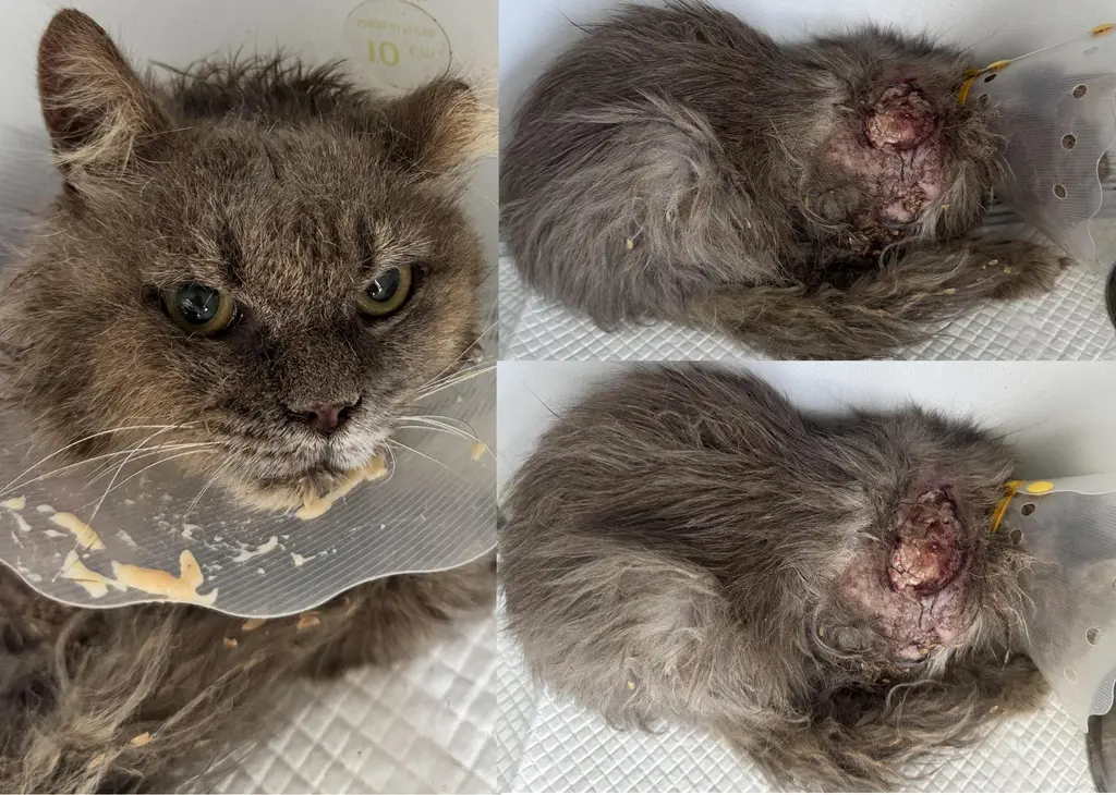 믹스묘 보호중 사진