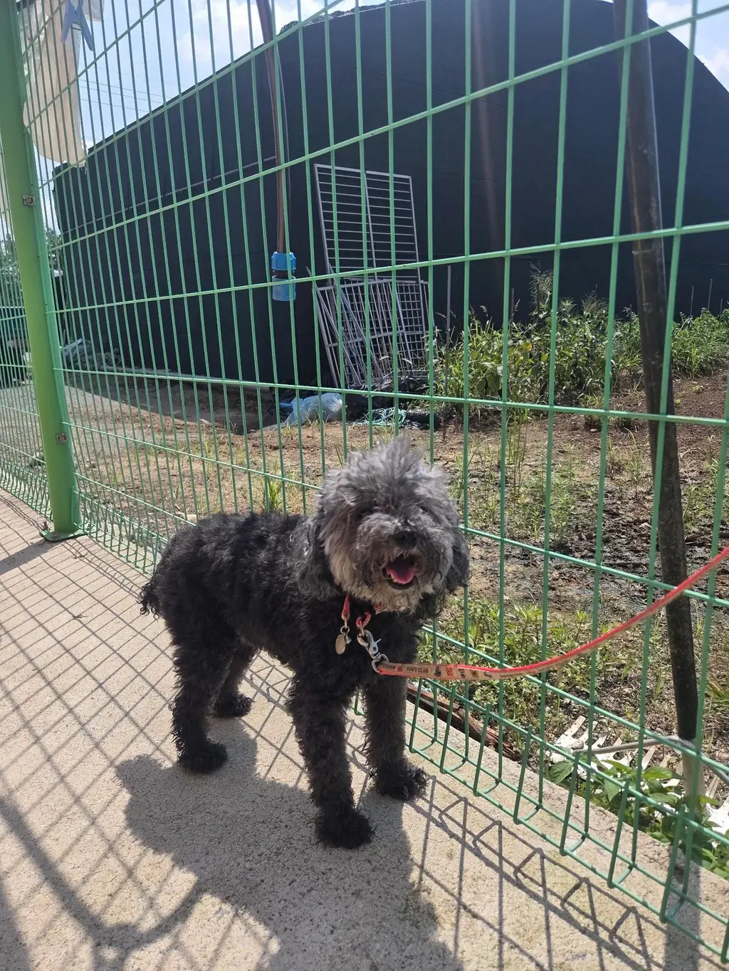 푸들 보호중 사진