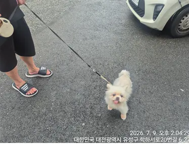 믹스견 보호중 사진