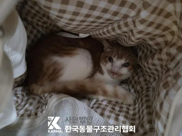 한국 고양이 보호중 사진