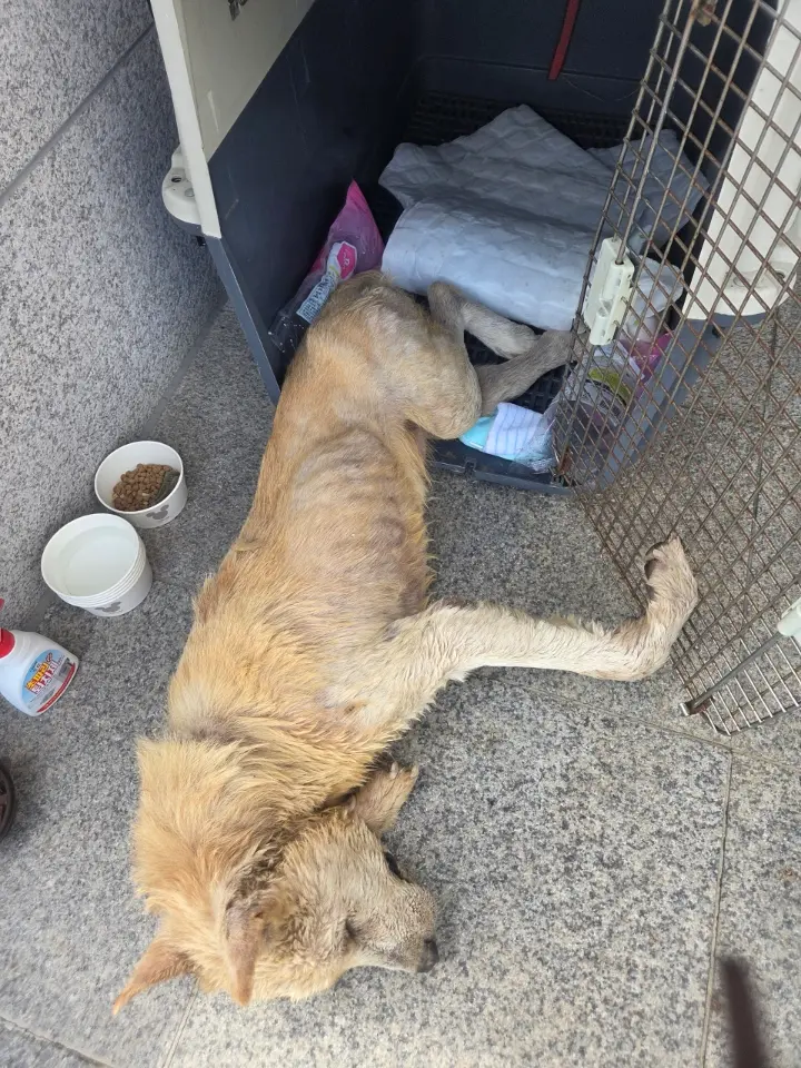 믹스견 보호중 사진