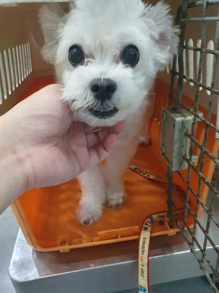 말티즈 보호중 사진