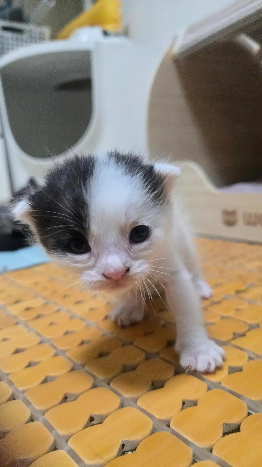 믹스묘 보호중 사진
