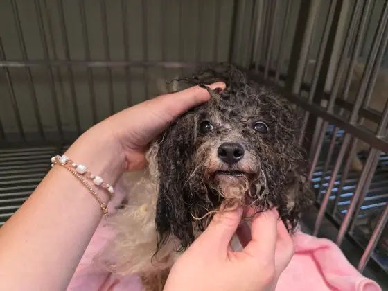 푸들 보호중 사진