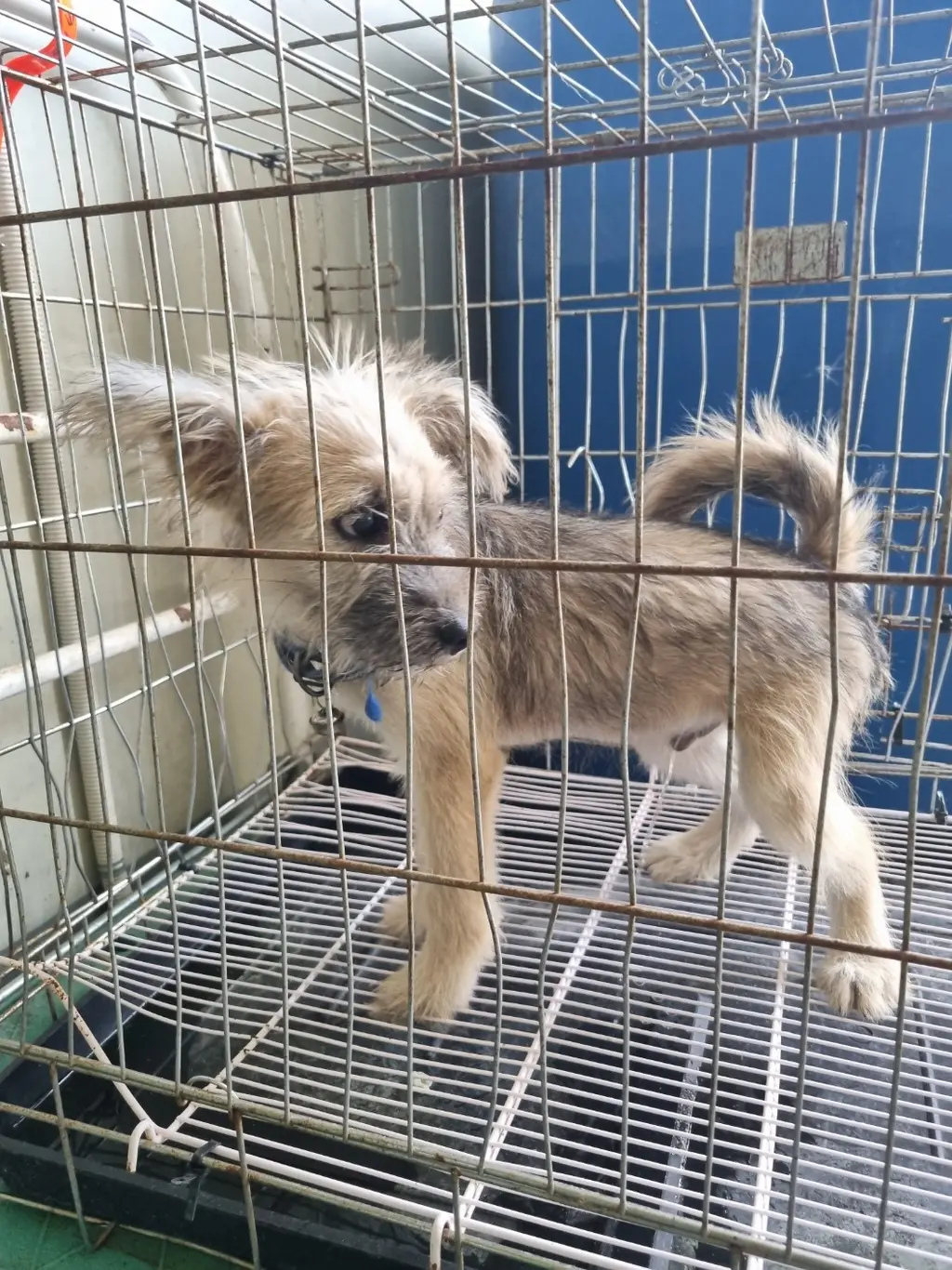 믹스견 보호중 사진