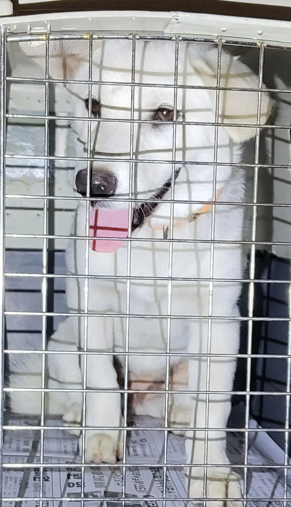 믹스견 보호중 사진