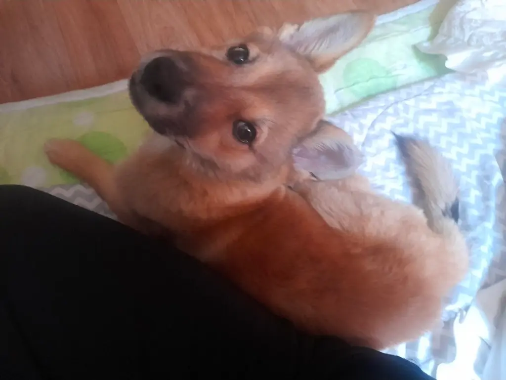 믹스견 보호중 사진