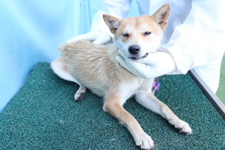 믹스견 보호중 사진