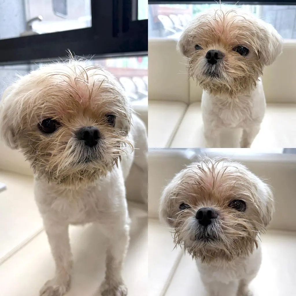 말티즈 보호중 사진