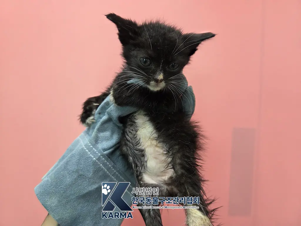 한국 고양이 보호중 사진
