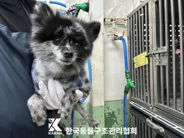 포메라니안 보호중 사진