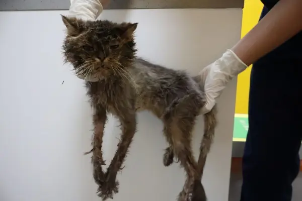 페르시안 보호중 사진