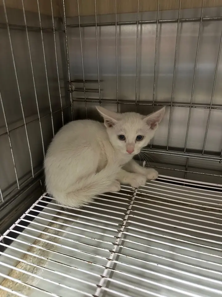 한국 고양이 보호중 사진