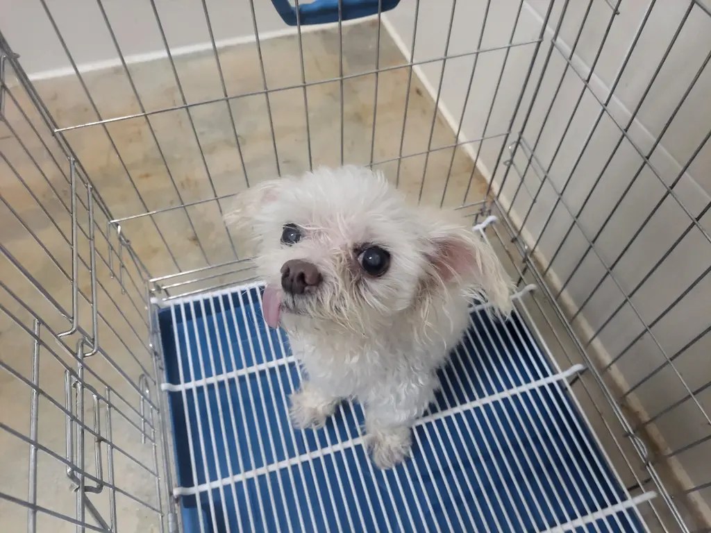말티즈 보호중 사진