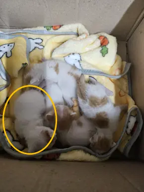 한국 고양이 보호중 사진