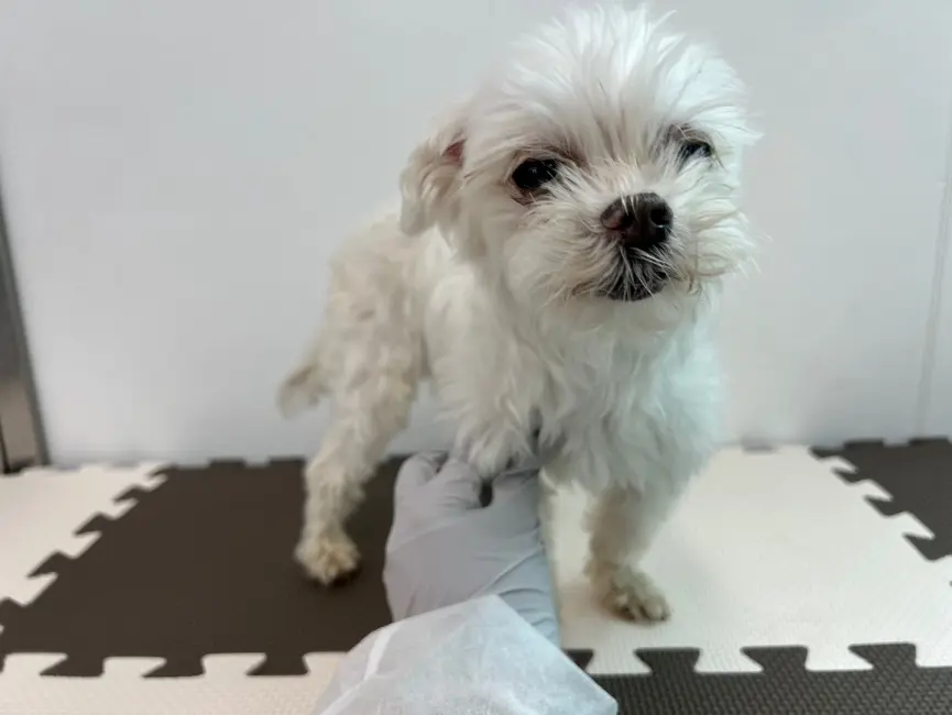 한국 고양이 보호중 사진