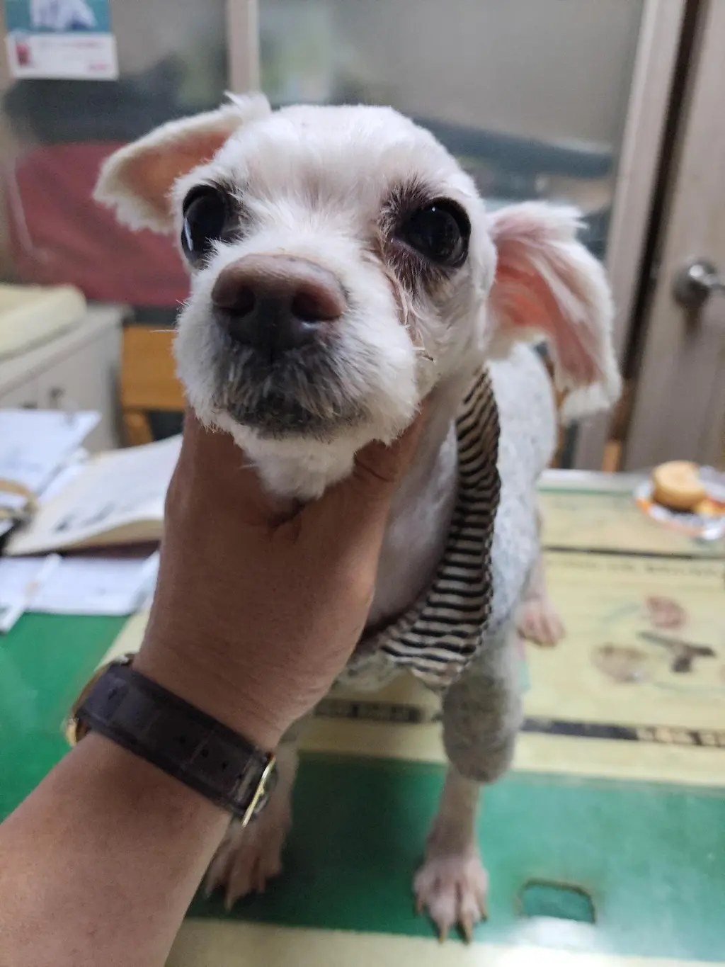 말티즈 보호중 사진